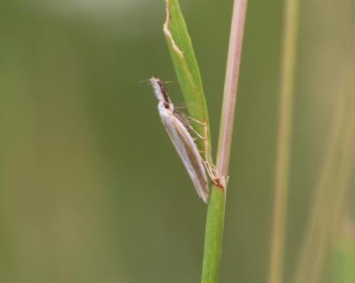 Réf. 306 773 : Pleurota aristella